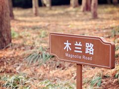 -上海滨江森林公园