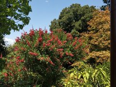 -墨尔本皇家植物园