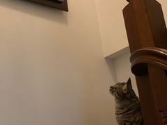-猫的天空之城概念书店(苏州诚品店)