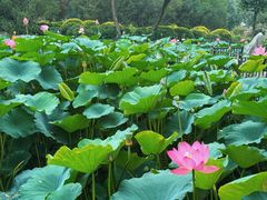 -莲花池公园
