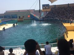 -秦皇岛乐岛海洋王国