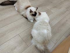 -瞄一喵猫咖(格力海岸店)