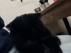-老字号贾家肉丸糊辣汤(光明巷店)