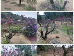 -南国桃园旅游度假区