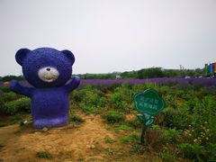-大塘金香草谷