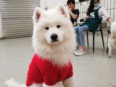 -星多哈·狗咖·拼豆·咖啡