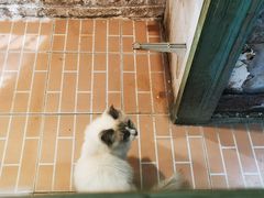 -猫咪博物馆(顶澳仔猫街店)