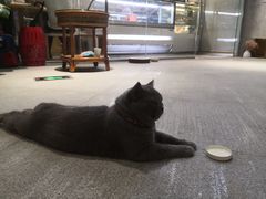 -歎雪糕低糖低脂Gelato冰淇淋