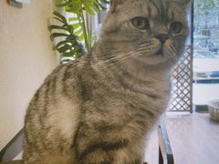 -猫友咖啡店(玉林西路店)