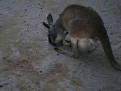 -深圳野生动物园