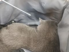 -纳吉亚猫专科动物诊疗中心(蒋宅口分院)