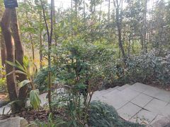 -深圳仙湖植物园