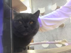 -喵园·猫主题咖啡厅·撸猫·猫咖(国贸店)