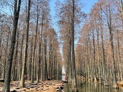 -渌洋湖湿地公园