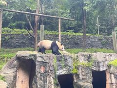 -都江堰中华大熊猫苑