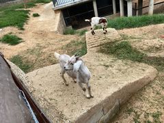 -石家庄市动物园