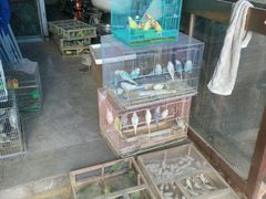 -中环花鸟鱼虫市场
