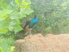 -西霞口神雕山野生动物世界