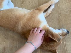 -南京Hallo宠物乐园·哈罗犬舍·柴犬繁育基地