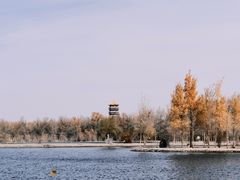 -金塔沙漠胡杨林景区