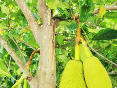 -三亚西岛海洋文化旅游区