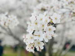 -苏州上方山国家森林公园