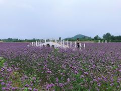 -北京东方普罗旺斯薰衣草庄园