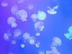 -海合安青岛极地海洋公园