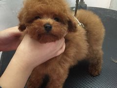 -萌萌喵宠物(百水芊城阅水坊店)