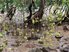 -宝安西湾红树林湿地公园