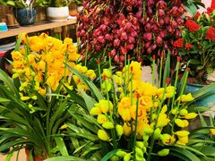 -双季花艺园艺市场(浦东店)