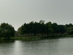 -合肥滨湖国家森林公园