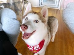 -Husky Go! 哈士奇体验馆·宠物咖啡厅狗咖