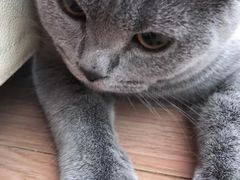 -瑞派宠物医院·中兽医专科(中央商城分院)