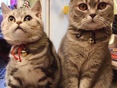 -纳吉亚猫专科动物医院博雅分院