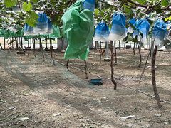 -马陆小张葡萄园农家乐