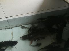 -金台阶鱼馆(于桥水库店)
