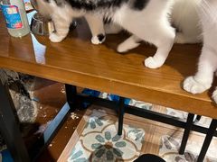-猫猫幼稚园·撸猫·桌游·电玩