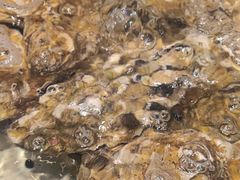 -老虎滩船说·海胆水饺·大连海鲜(老虎滩店)