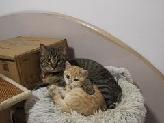 -东方名猫馆·英短金渐层布偶猫舍(环线广场1号楼店)