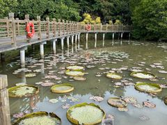-大湾区中央湿地公园