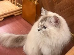 -MOCHA明星猫咖(田子坊店)