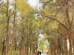-金塔沙漠胡杨林景区