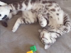 -A猫a狗全科·犬猫异宠·芥西宠物医院(南开总院)