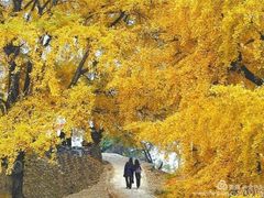 -千年银杏谷文化旅游区