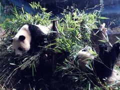 景点-成都大熊猫繁育研究基地