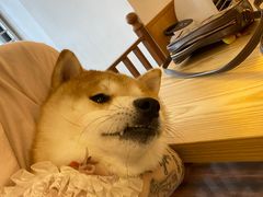 -豆柴町-柴犬主题狗咖(红鼎国际C座店)