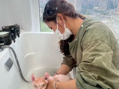-爱洗澡的猫(望京店)