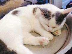 -Heymao猫咖.咖啡厅(东门店)