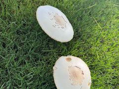 -旭宝高尔夫俱乐部